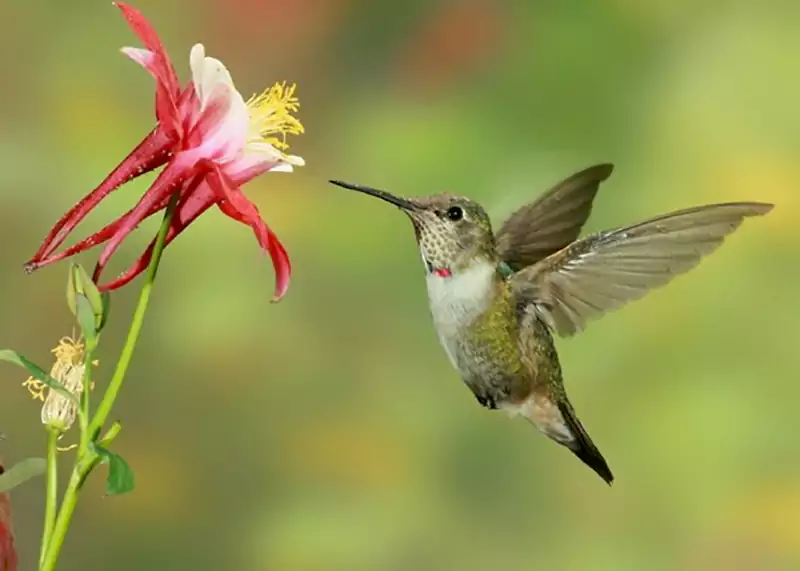 Aquilegia canadensis