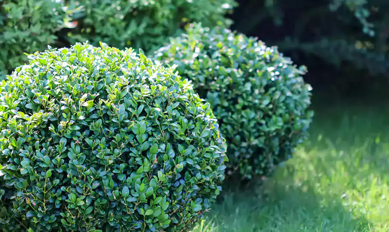 Boxwood