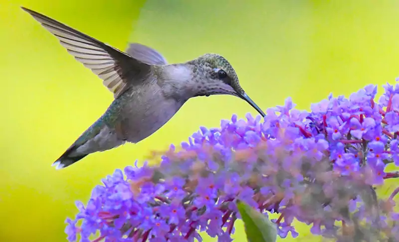 Buddleia butterfly bush