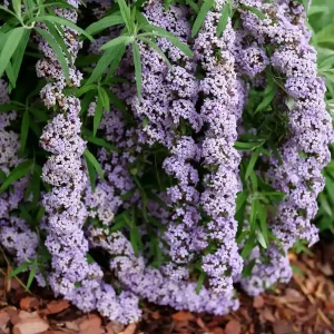 Butterfly Bush