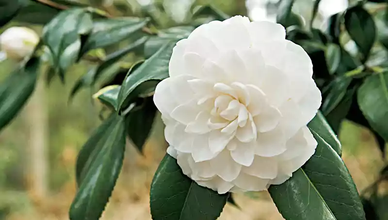 Camellia Scentuous