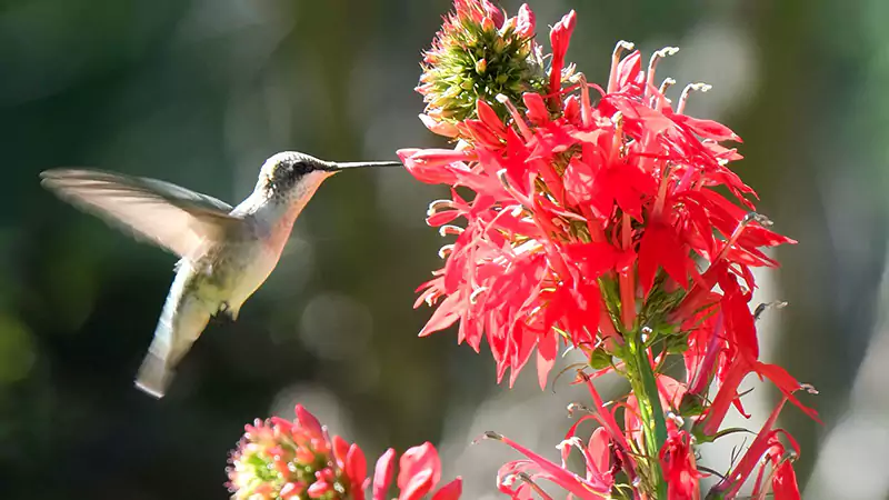 Cardinal Flower Lobelia