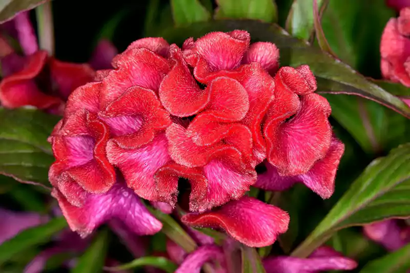 Celosia Argentea Var Cristata Plumosa Group