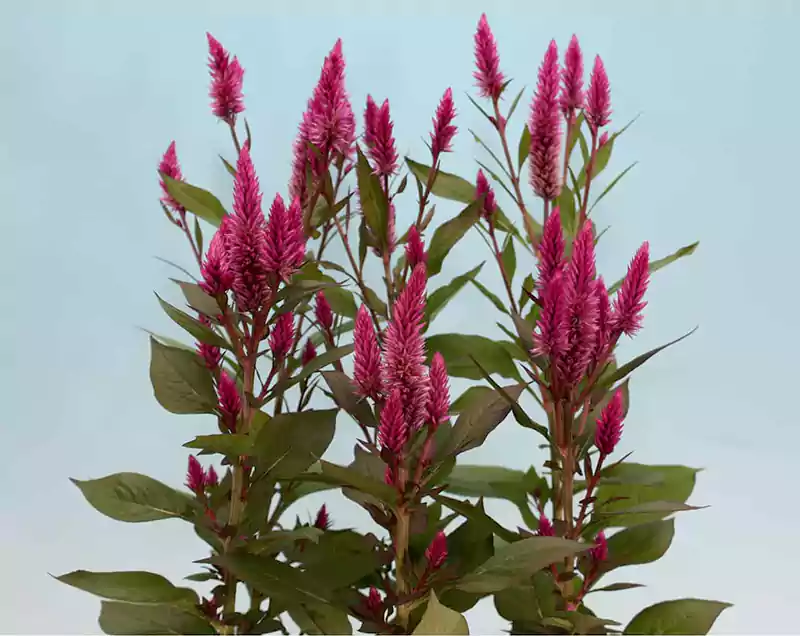 Celosia Asian Garden