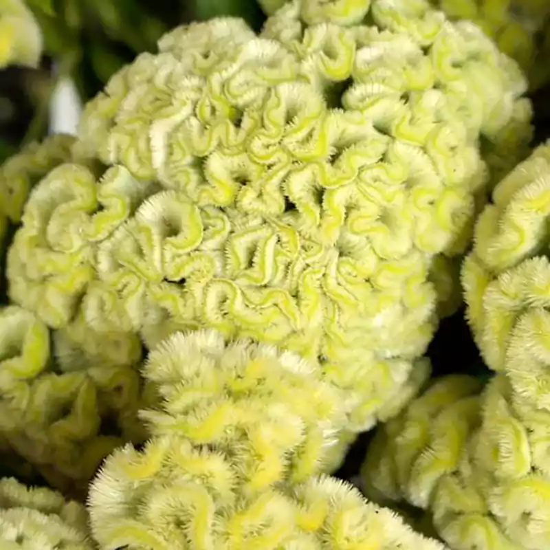 Celosia Cramers Lemon Lime