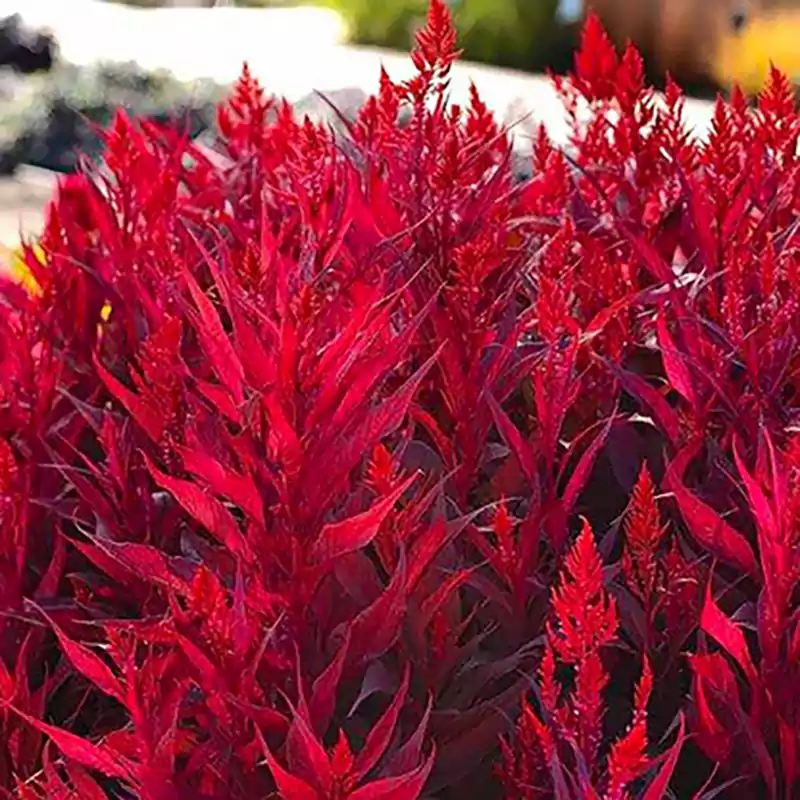 Celosia Dragon’s Breath