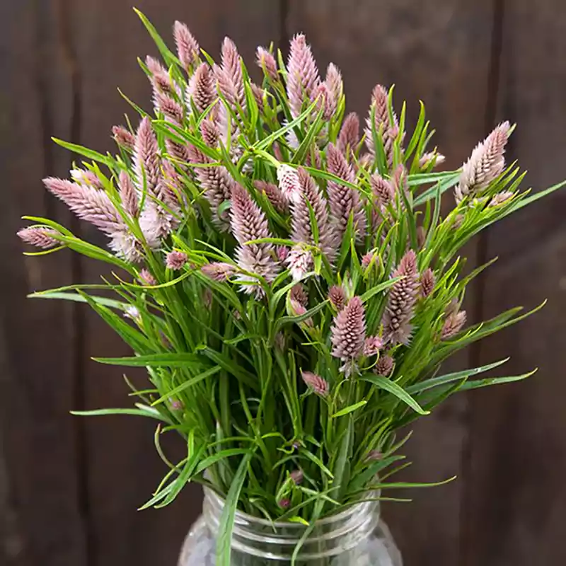 Celosia Flamingo Feather