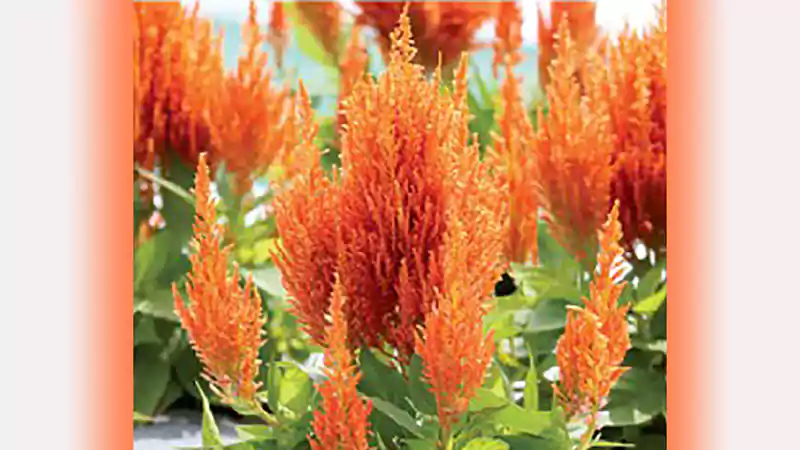 Celosia Flamma Orange