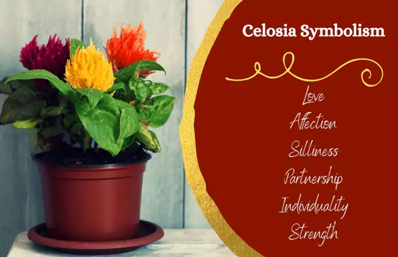 Celosia Flower