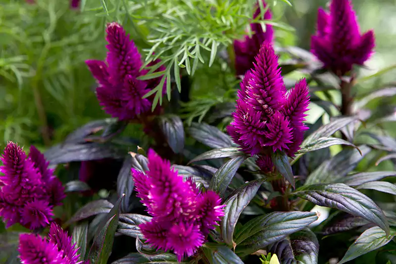 Celosia Flowerr