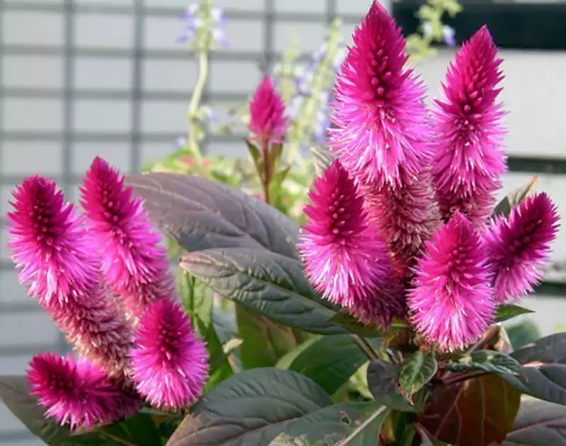 Celosia Flowerrr