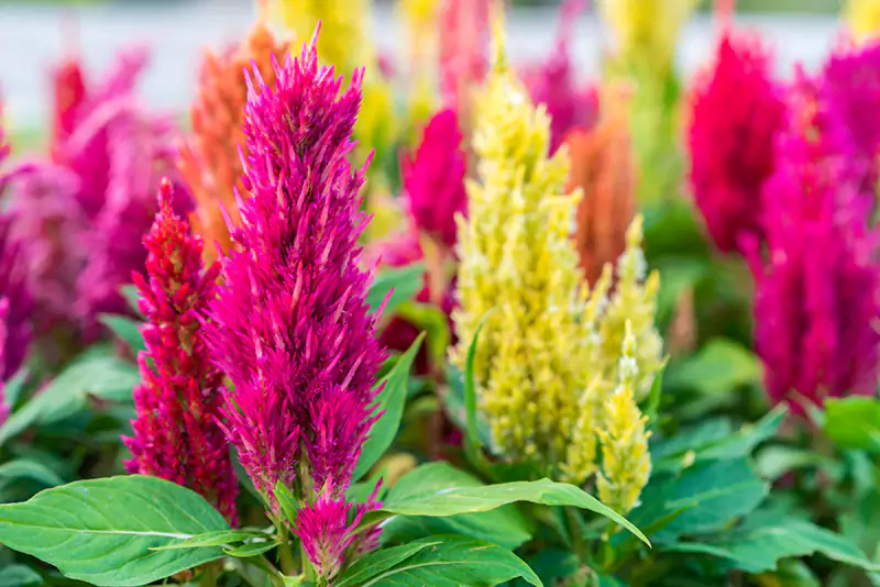 Celosia Flowerrrr