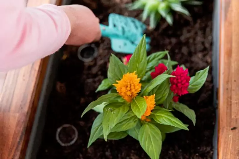 Celosia Flowerrrrr