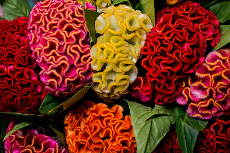 Celosia Flowerrrrrrr