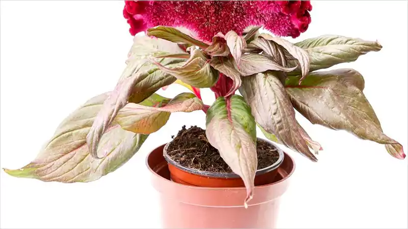 Celosia Flowerrrrrrrrrrrr