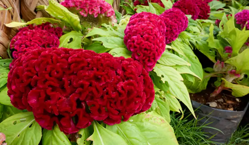Celosia Flowers