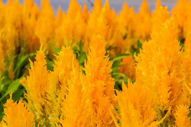 Celosia Fresh Look Gold