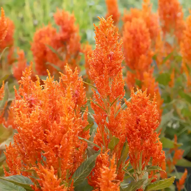 Celosia Fresh Look Orange