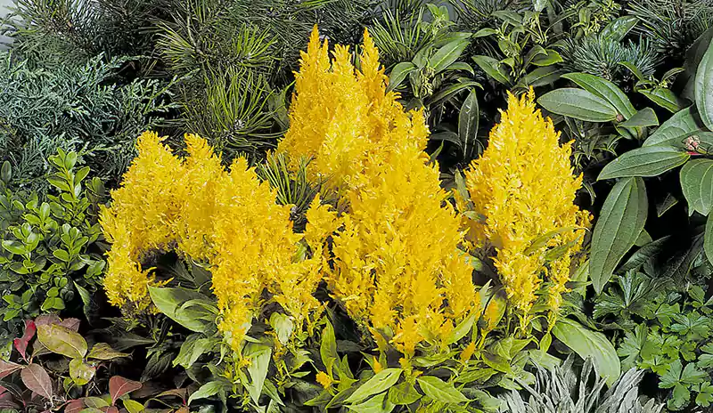 Celosia Fresh Look Yellow