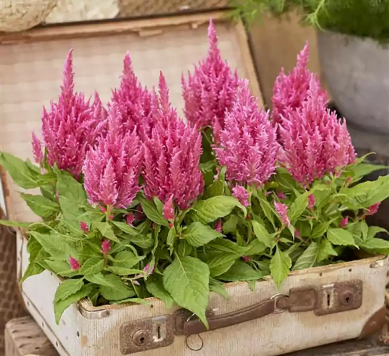 Celosia Ice Cream Pink