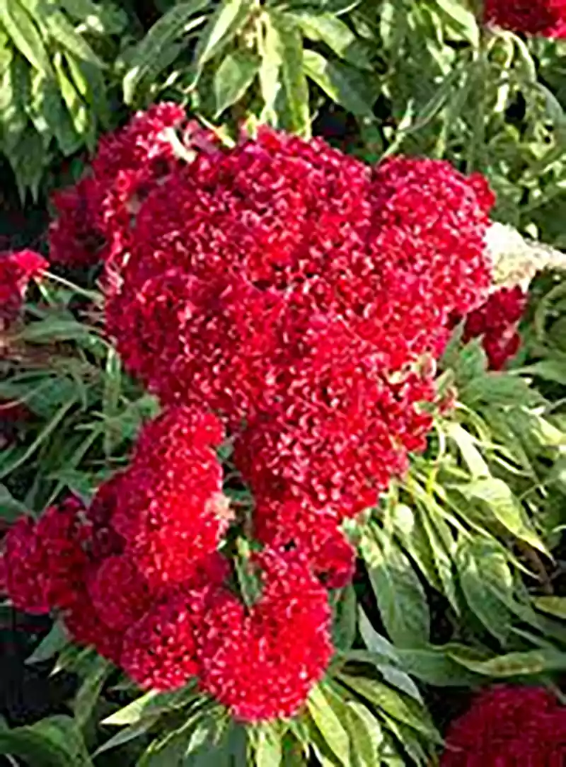 Celosia Tornado Red