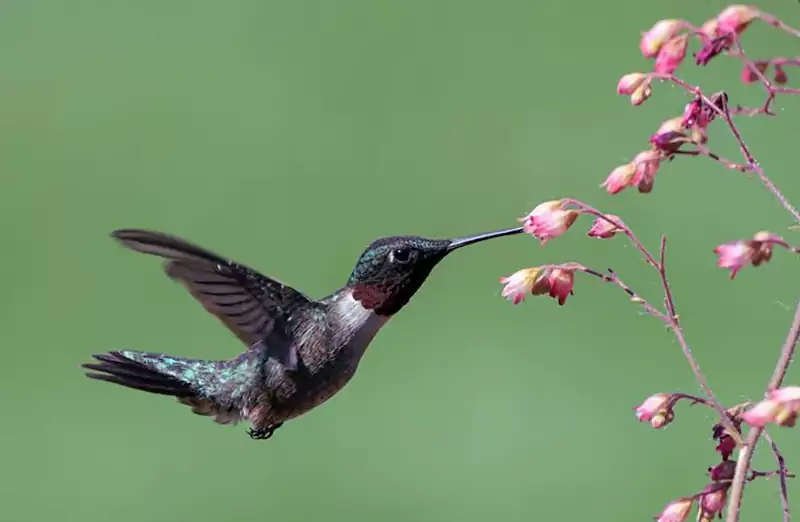 Heuchera coral bells