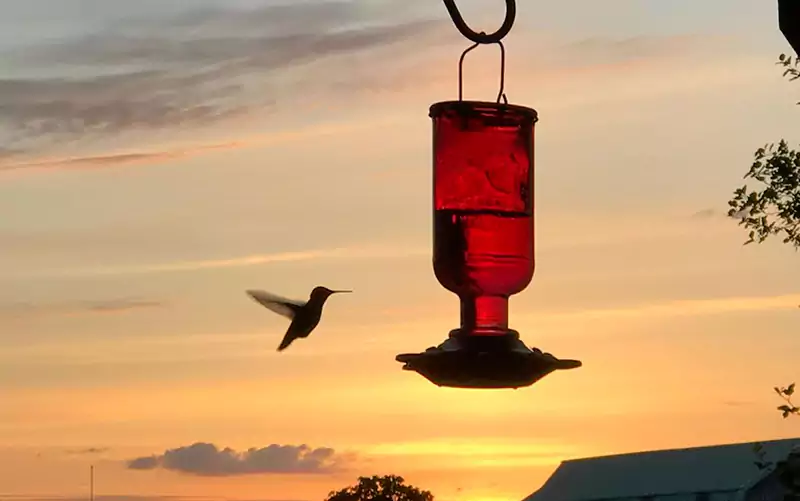 Hummingbird feeder
