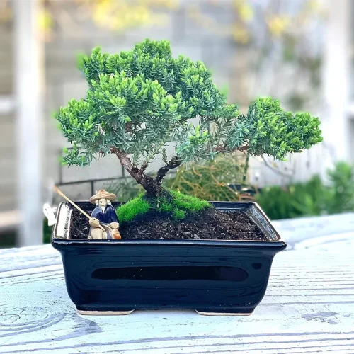 is zz plant a succulent ZZ Plant, Zamioculcus | Vancouver Plant Store main image 0