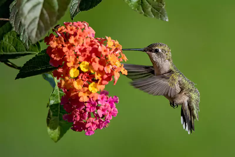 Lantana flowers