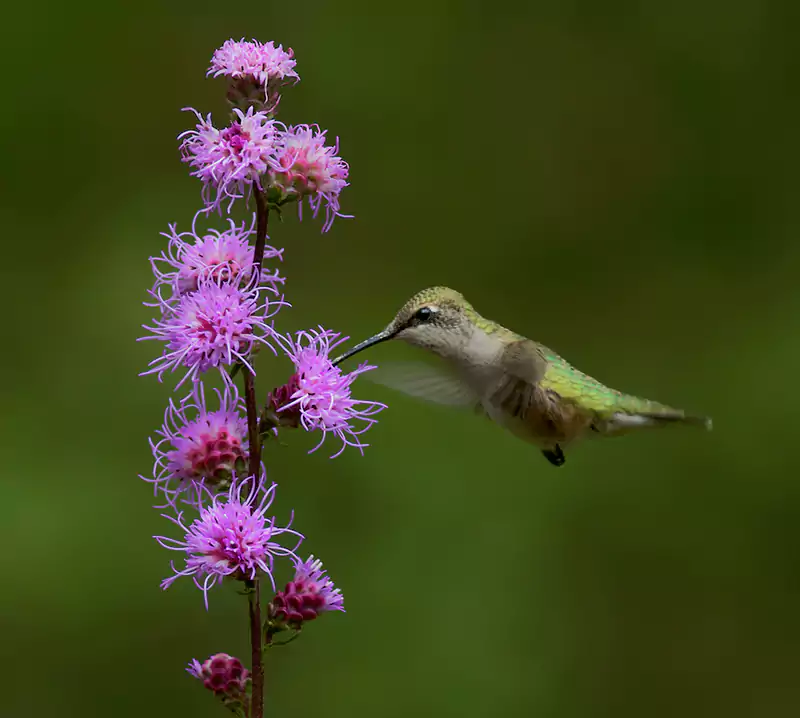 Liatris blazing star