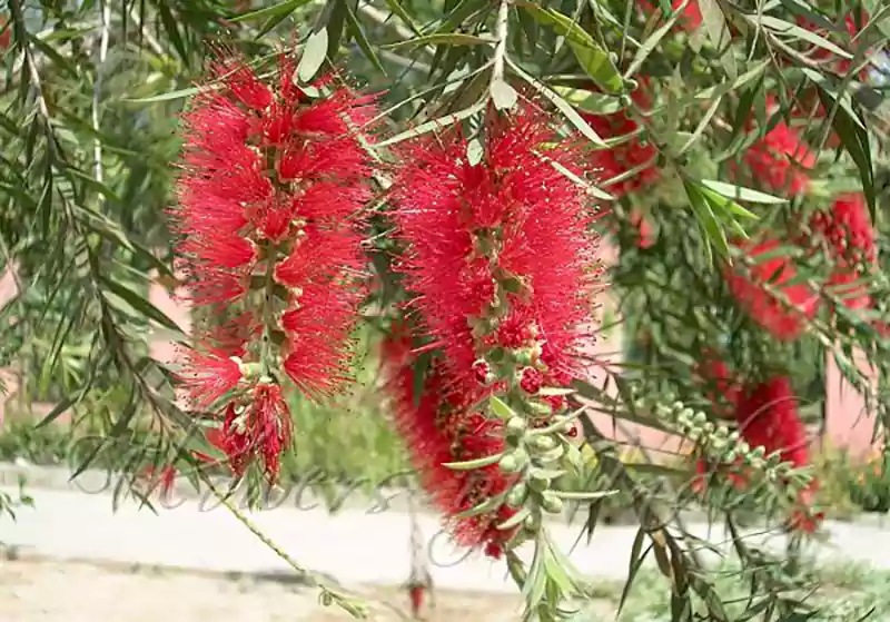Melaleuca viminalis