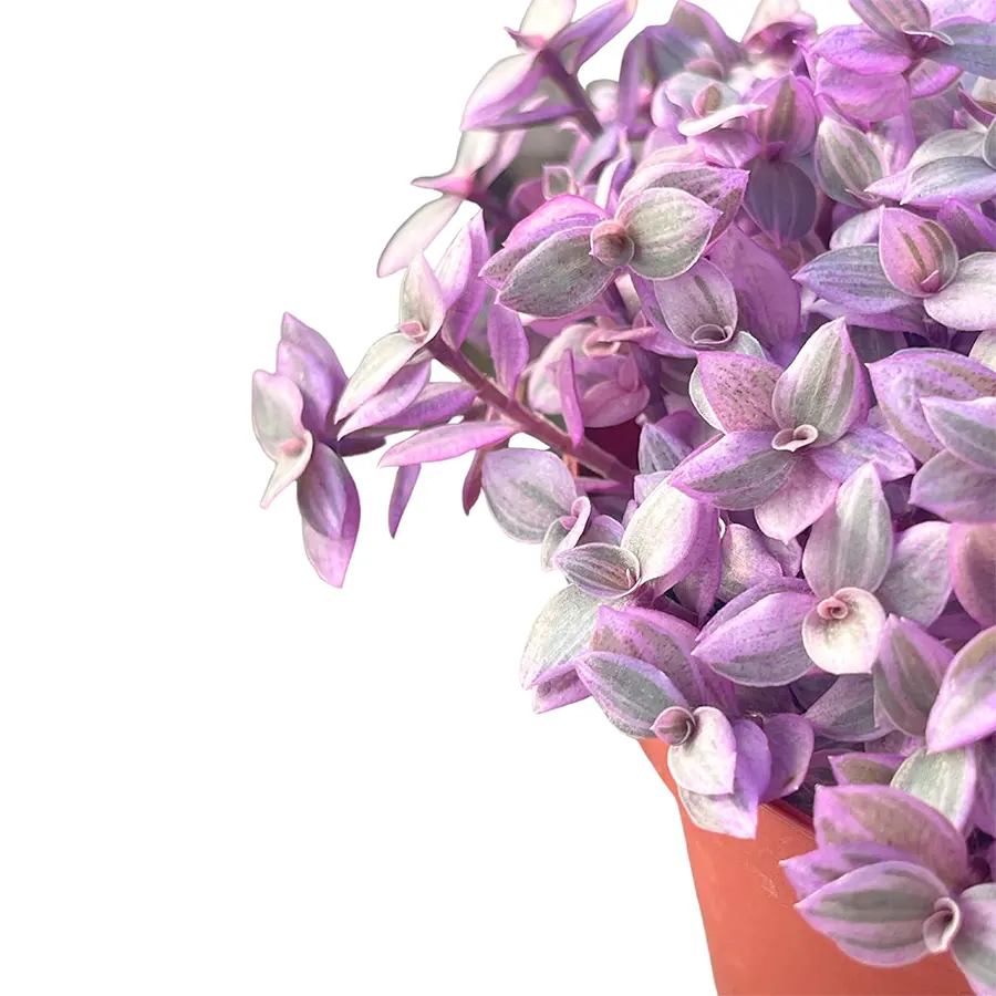 Pink Lady Turtle Vine