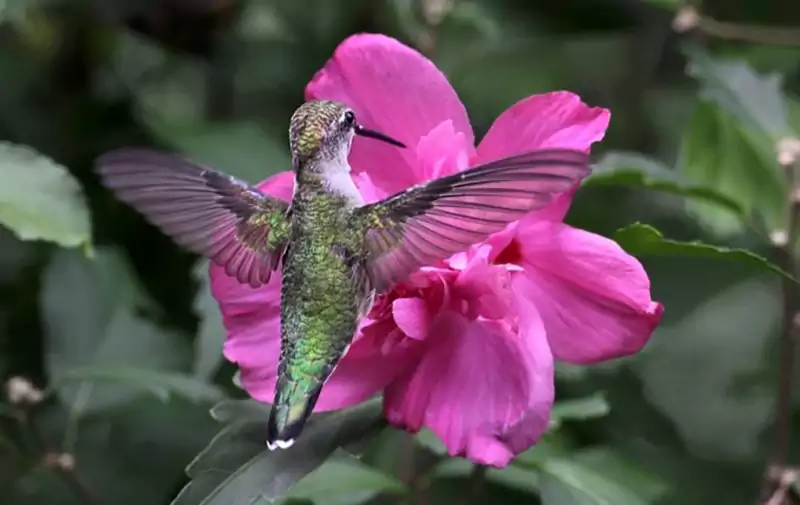 Rose of Sharon plant