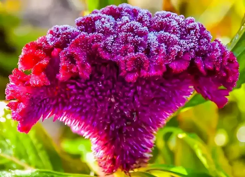 Taxonomic Structure of Celosia