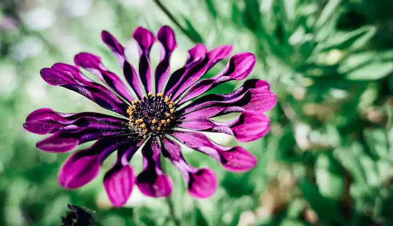 African Daisy