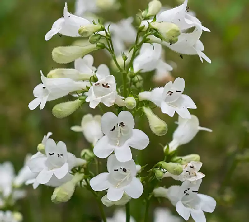 Beardtongue