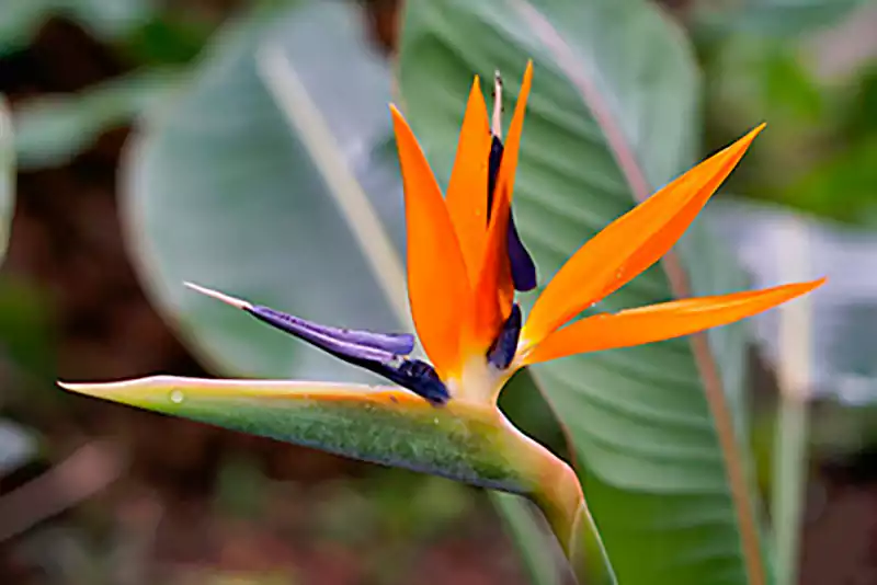 Bird of Paradise