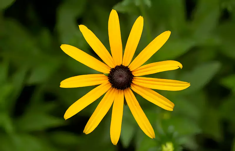 Black Eyed Susan
