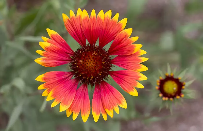 Blanket Flower