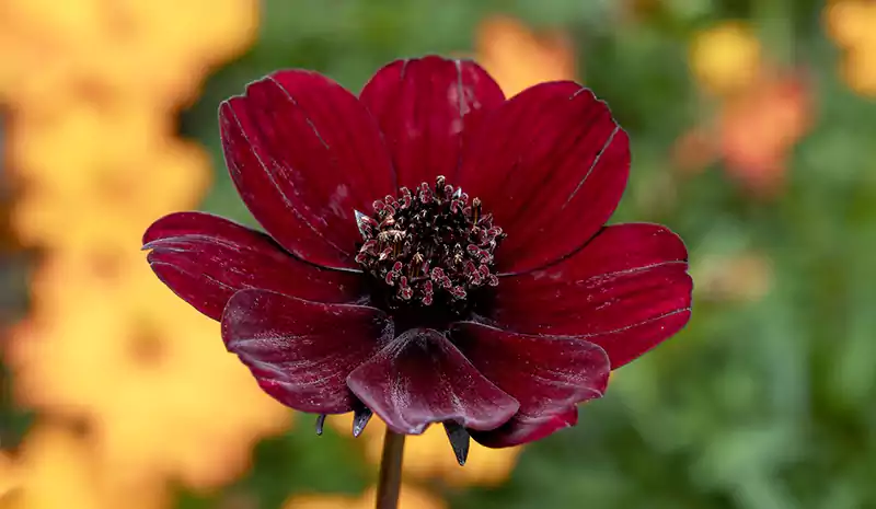 Chocolate Cosmos