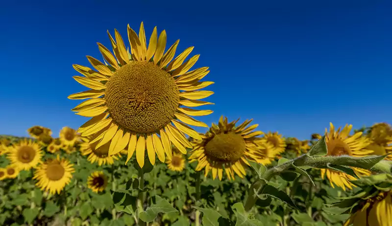 Common Sunflower
