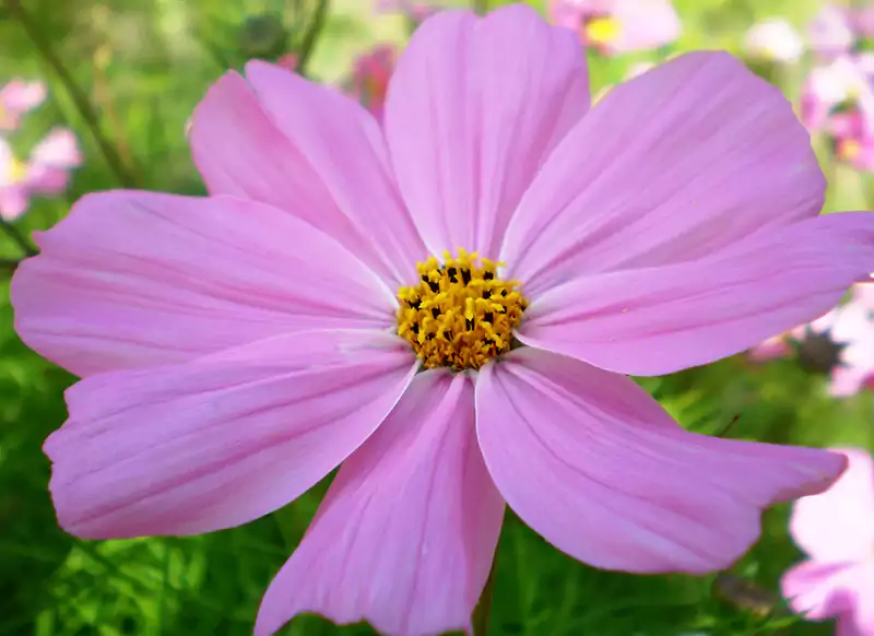 Cosmos Flowers