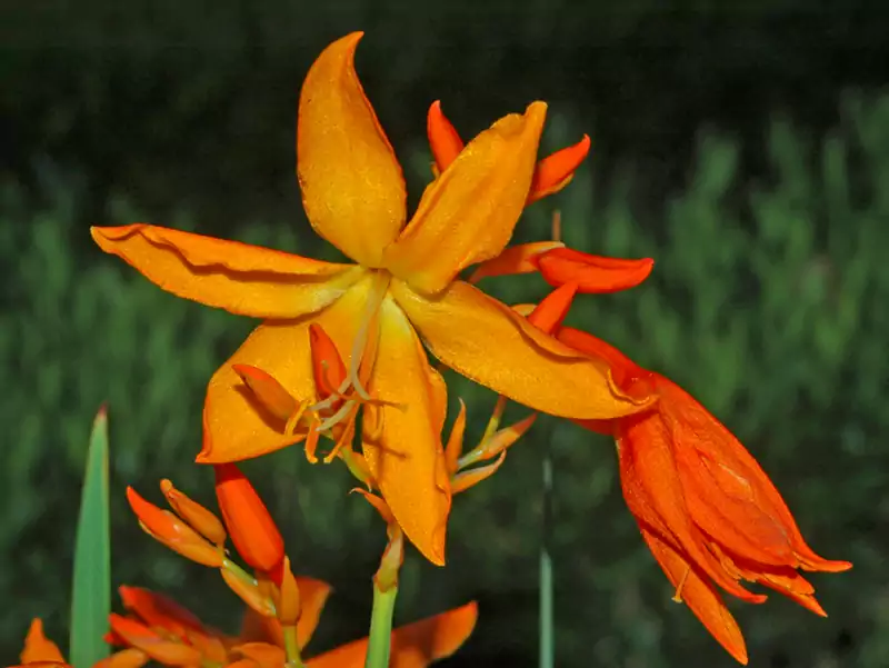Crocosmia