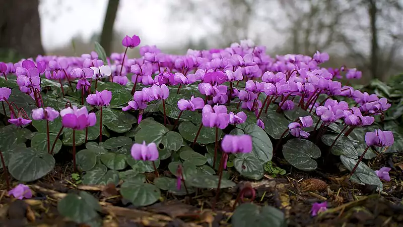 Cyclamen