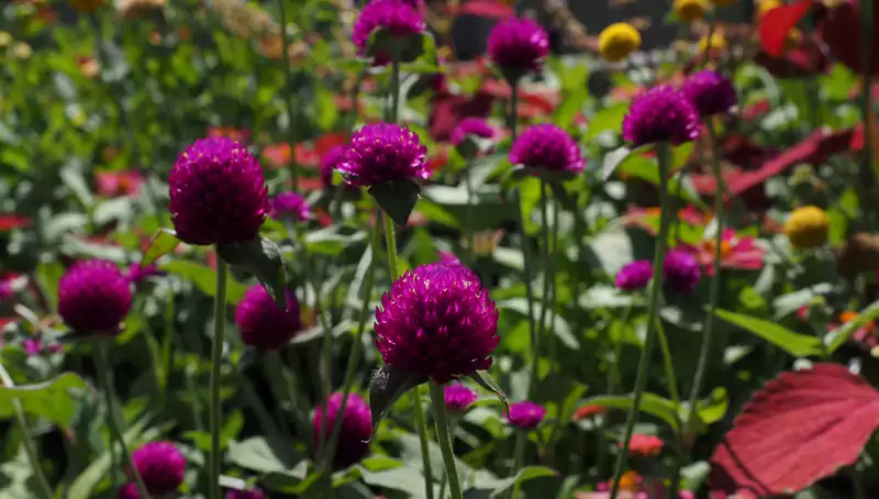 Globe Amaranth