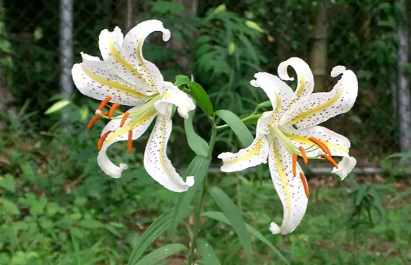 Golden Rayed Lily