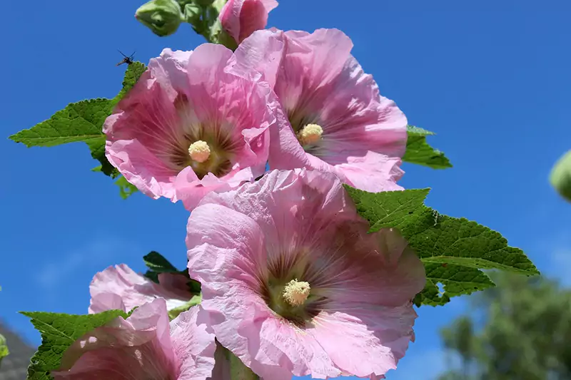 Hollyhock