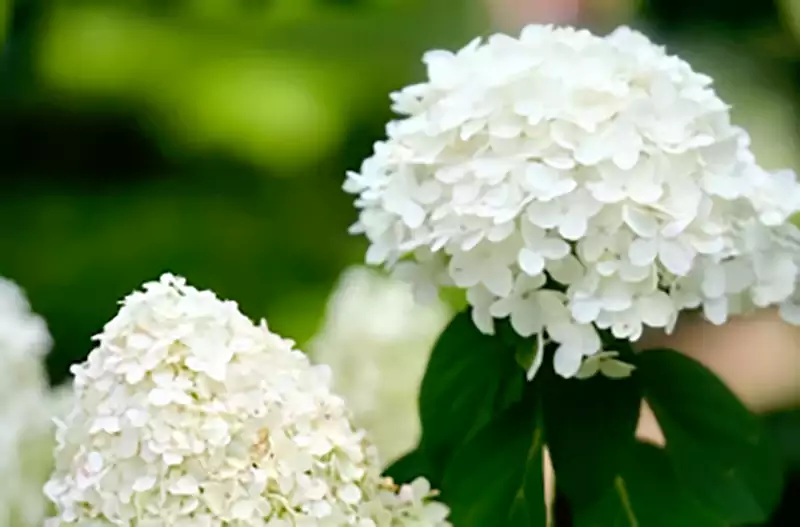 Hydrangea paniculata