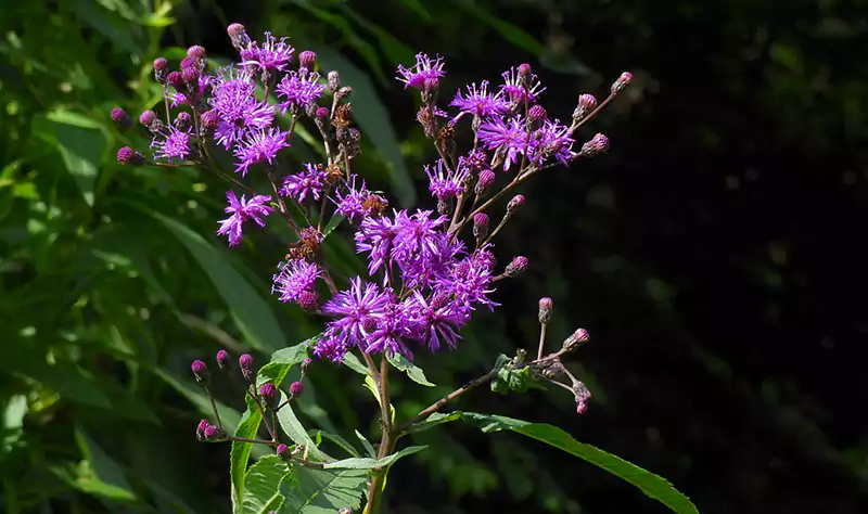 Ironweed