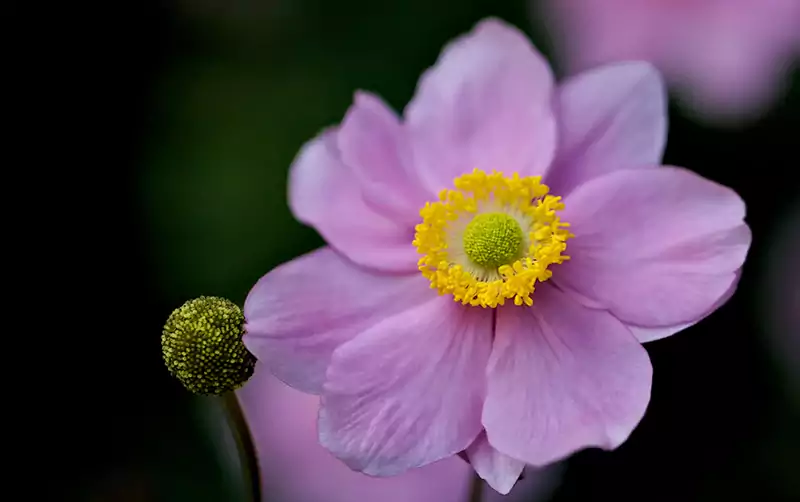 Japanese Anemone